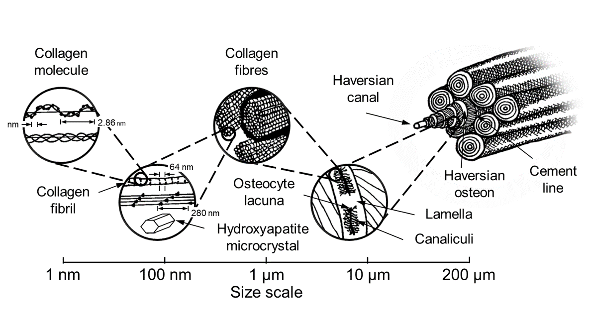 Image to represent natural hierarchy from Materials with Structural Hierarchy